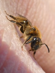 Andrena rugosa