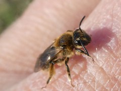 Andrena rugosa
