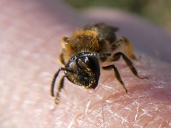 Andrena rugosa