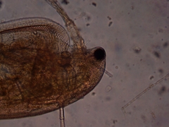 Simocephalus exspinosus