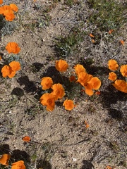 Eschscholzia californica