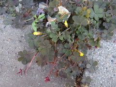Oxalis corniculata repens