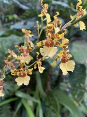 Oncidium sphacelatum