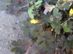 Oxalis corniculata repens