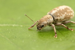 Pachyrhinus squamosus