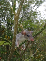 Ototylomys phyllotis