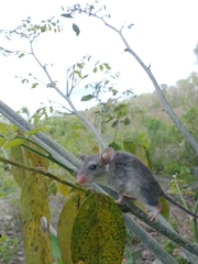 Ototylomys phyllotis