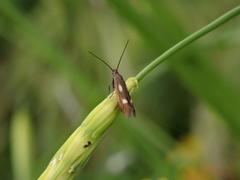 Scythris flabella