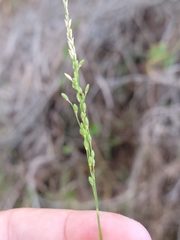 Dichanthelium neuranthum