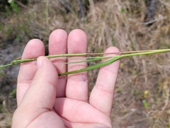 Dichanthelium neuranthum