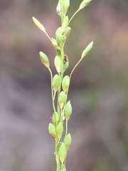 Dichanthelium neuranthum