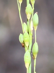 Dichanthelium neuranthum