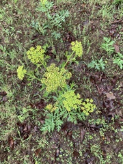 Polytaenia nuttallii