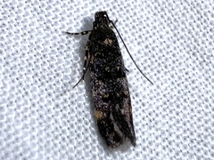 Chionodes bicostomaculella
