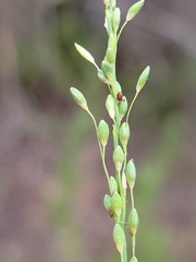 Dichanthelium neuranthum