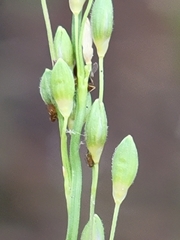 Dichanthelium neuranthum