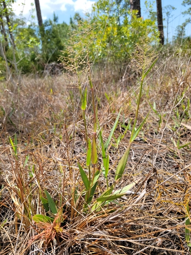 Image of Dichanthelium erectifolium by (c) Jay Horn, some rights reserved (CC BY)