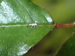 Pterygota