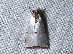 Argyria lacteella
