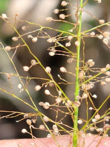 Image of Dichanthelium erectifolium by (c) Jay Horn, some rights reserved (CC BY)