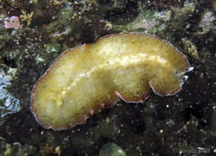 Thysanozoon tentaculatum