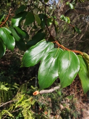 Colubrina arborescens