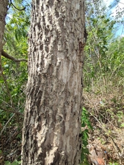 Colubrina arborescens