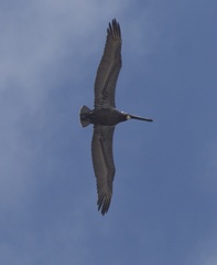 Pelecanus occidentalis