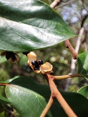 Colubrina arborescens
