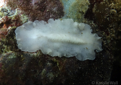 Pericelis hymanae