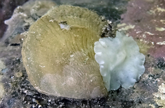 Isognomon perna