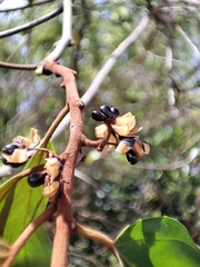 Colubrina arborescens