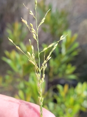 Dichanthelium neuranthum