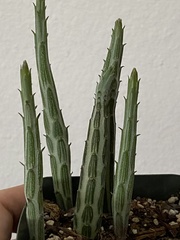 Kleinia stapeliiformis