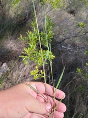 Dichanthelium neuranthum