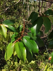 Colubrina arborescens