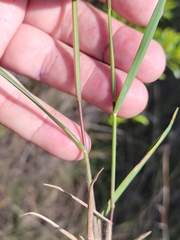 Dichanthelium neuranthum