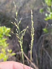 Dichanthelium neuranthum