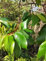Colubrina arborescens