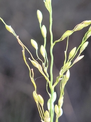 Dichanthelium neuranthum