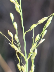 Dichanthelium neuranthum