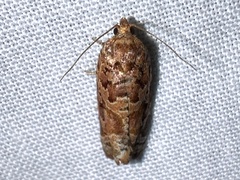 Argyrotaenia amatana