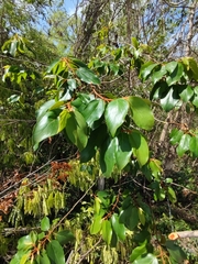 Colubrina arborescens
