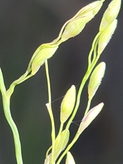 Dichanthelium neuranthum