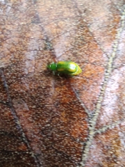 Diabrotica porracea