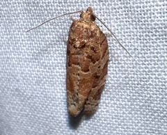 Argyrotaenia amatana