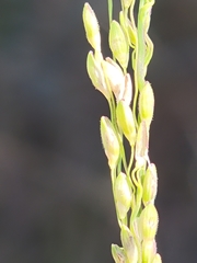 Dichanthelium neuranthum