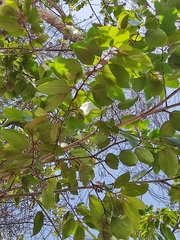 Colubrina arborescens