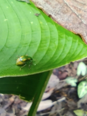 Diabrotica porracea
