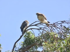 Buteo jamaicensis